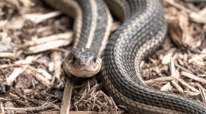 A good size Eastern Ribbonsnake checking you out