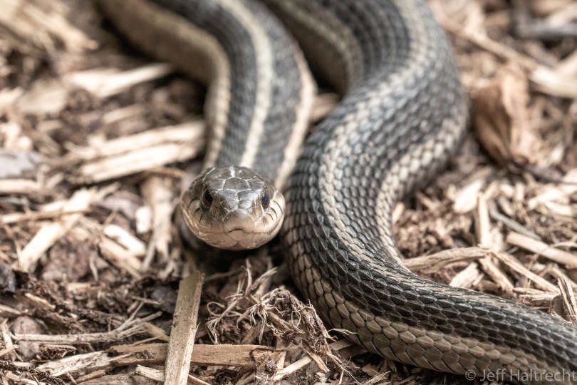eastern ribbonsnake thamnophis sauritus muskoka snakes