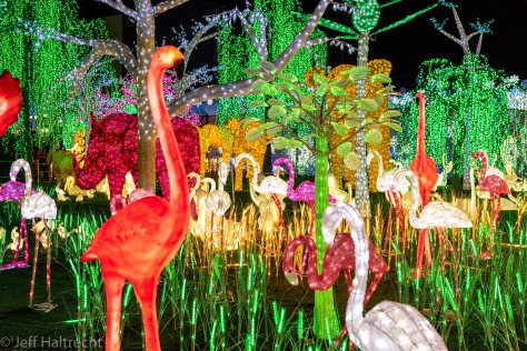 wild jungle animals rain forest light show illumi