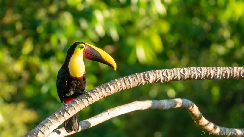 chestnut mandibled yellow fronted toucan costa rica