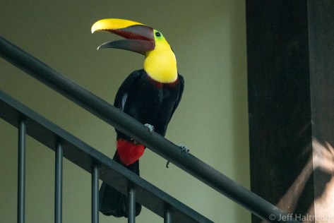 chestnut mandibled yellow fronted toucan on a balcany costa rica