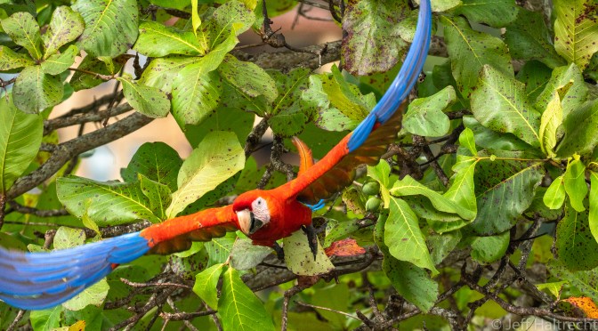 Costa Rica Scarlet Macaw In Flight